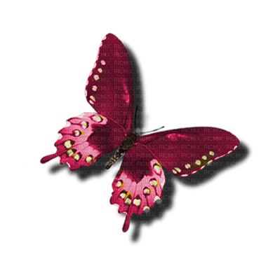 papillon - bezmaksas png