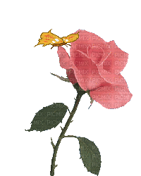 Rosas - Бесплатный анимированный гифка