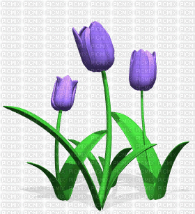 Tulpe - Besplatni animirani GIF
