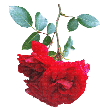роза - Бесплатни анимирани ГИФ