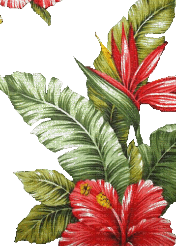 tropical milla1959 - GIF animado grátis