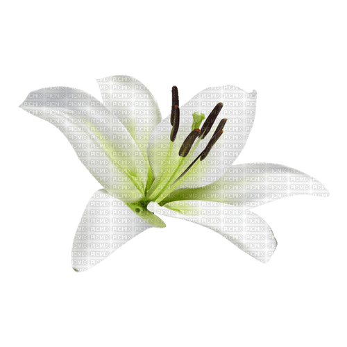 kikkapink deco scrap white flower - zdarma png