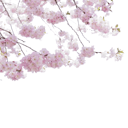Spring Branch - 無料png