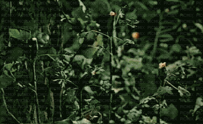Flowers - GIF เคลื่อนไหวฟรี