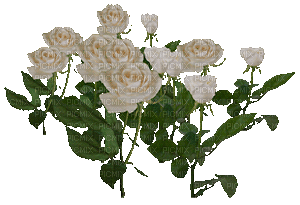 fehér rose - GIF animate gratis