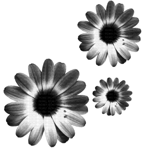 Flowers.Black.White - PNG gratuit