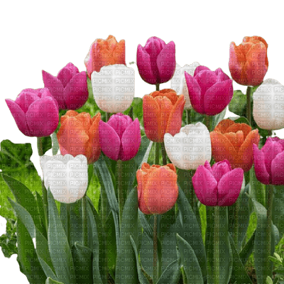flower,tulip - безплатен png