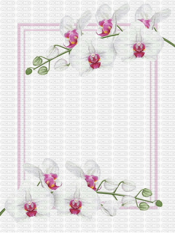 orchids - kostenlos png