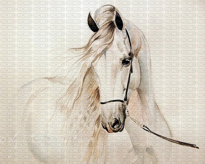 Pferd cheval horse - png ฟรี