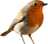 oiseaux - Безплатен анимиран GIF