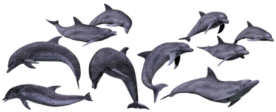 delfiini, dolphins - PNG gratuit