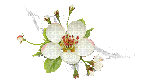 Frühling, Blumen - Darmowy animowany GIF