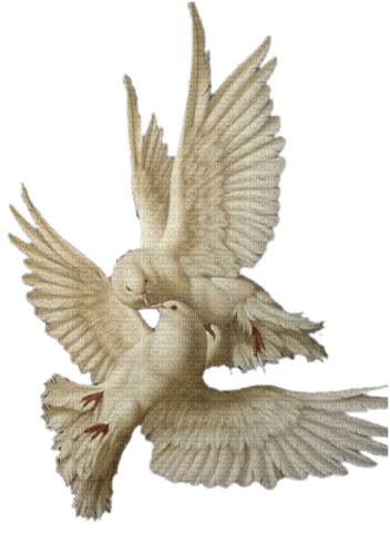 oiseaux  colombes - nemokama png
