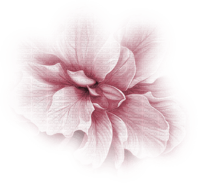 fleur rose.Cheyenne63 - png gratuito