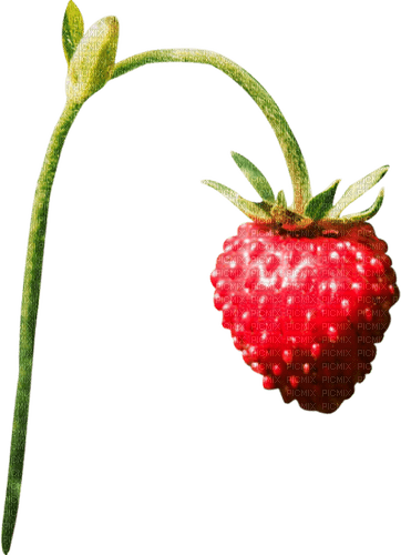 Strawberry - zdarma png