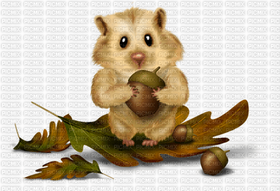 Hamster - 免费PNG