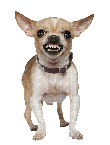 Hund, Chihuahua - Бесплатный анимированный гифка