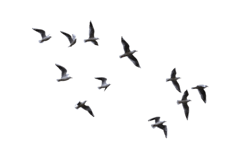 birds flying - Free PNG
