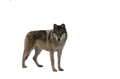 Kaz_Creations Animals Wolves - gratis png