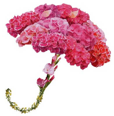 Kaz_Creations Deco Flowers Flower Colours Umbrella Parasol - bezmaksas png