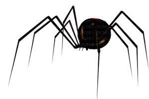 spider - nemokama png