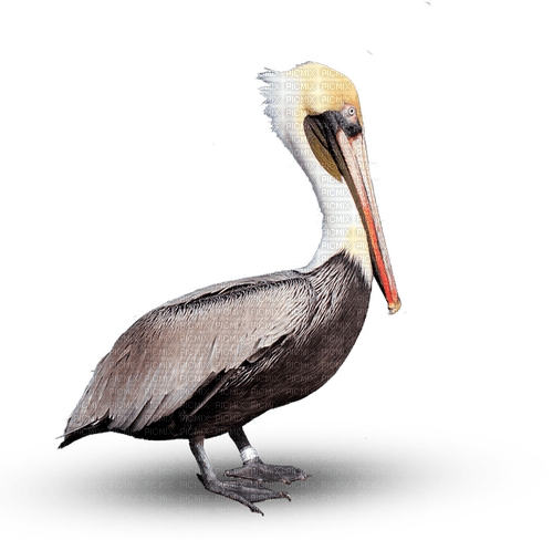 Pelican-RM - png gratis