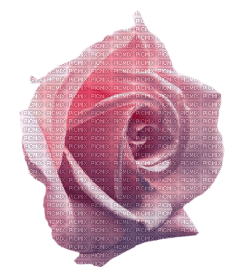 rose - ingyenes png