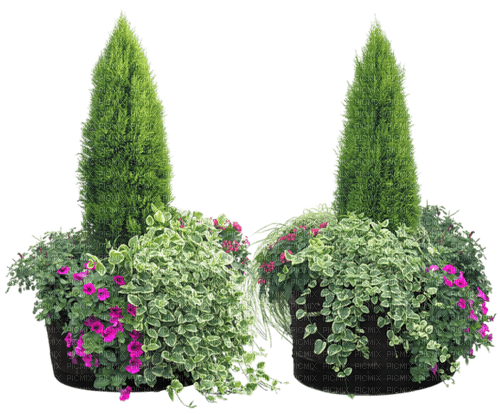 Plantes - png gratis