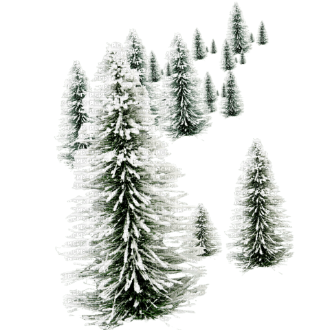 Winter fir - ingyenes png