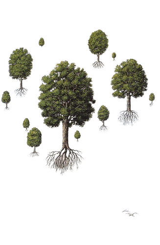 arbres - 免费PNG