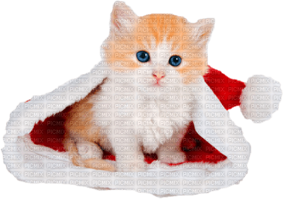 Christmas Cat - besplatni png