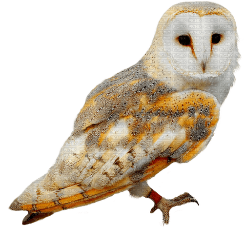 kikkapink autumn owl - png gratis