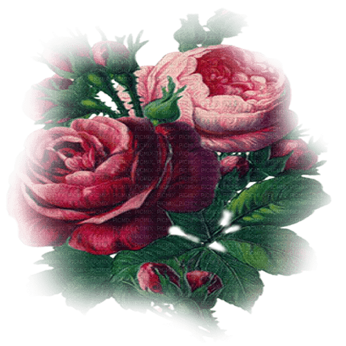 flores  rosas transparentes dubravka4 - gratis png