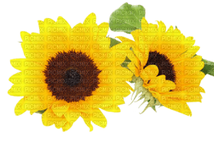 Sunflower - безплатен png