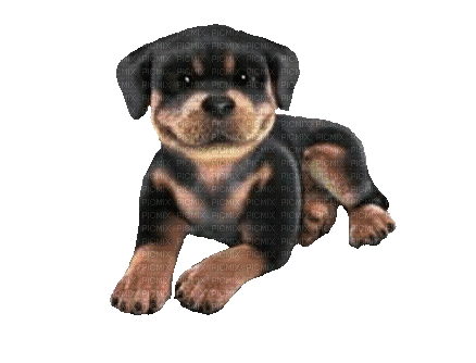 Dog Puppy Chien - GIF เคลื่อนไหวฟรี