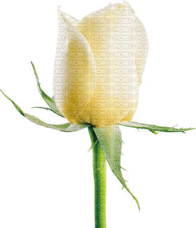 Kaz_Creations Deco Flowers Roses Flower - png ฟรี