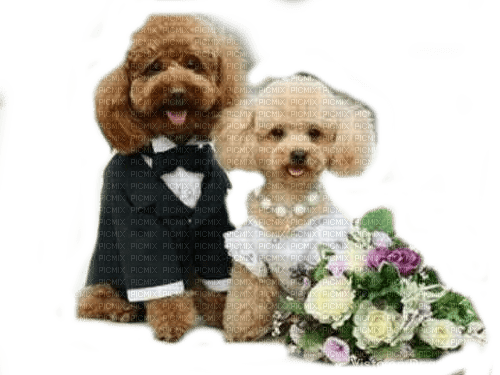 Dog wedding chien mariage - darmowe png