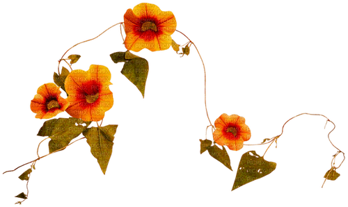 Flowers.Orange - png gratuito
