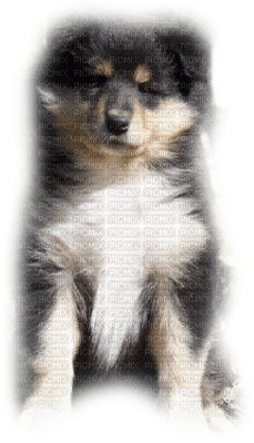 patymirabelle chien - PNG gratuit