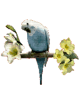 bird - Ücretsiz animasyonlu GIF