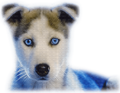 Siberian Husky - безплатен png