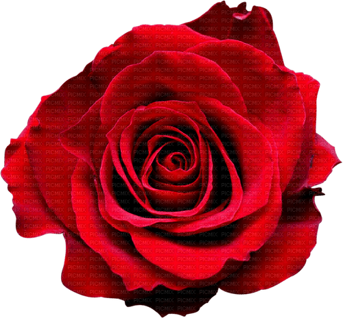 Rose.Red - PNG gratuit
