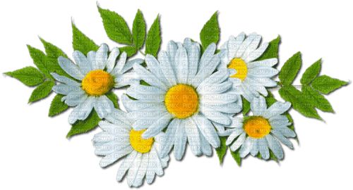 spring deco flowers daisy daisies - png ฟรี