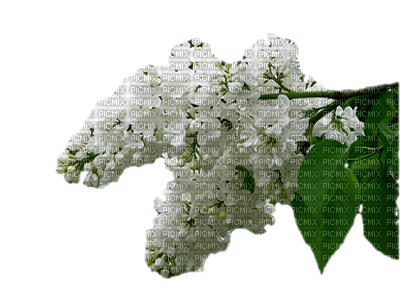 Kwiaty drzewo - kostenlos png