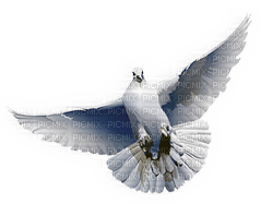colombe ( - PNG gratuit