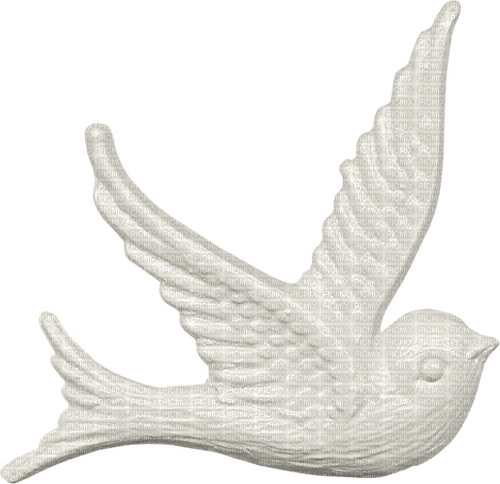 Colombe Oiseaux Blanc:) - gratis png