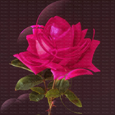 Rosa con burbujas - Besplatni animirani GIF