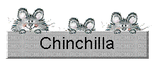 Chinchillas - GIF animado grátis