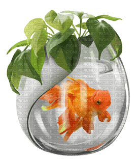 FISH - PNG gratuit