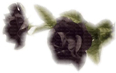 rose violette.Cheyenne63 - png gratuito